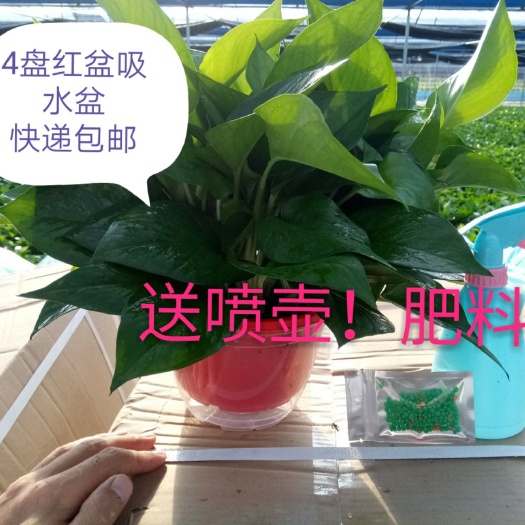 佛山 水培绿萝 红盆懒人盘 绿萝吊兰基地批发 快递包邮