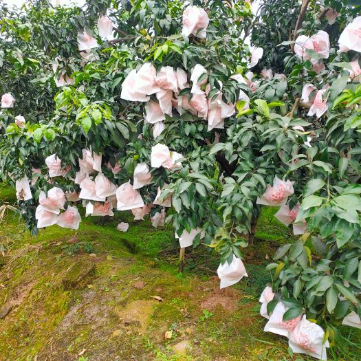 丹棱县爱媛38号柑桔 四川爱媛38号果冻橙套袋果