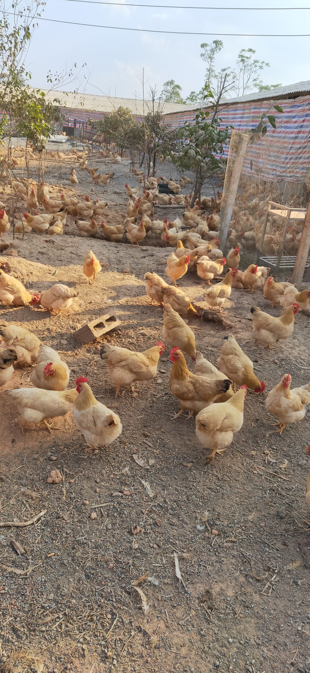  120天三黄鸡   三斤四五