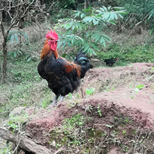 马边县土鸡  乐山市附近包送