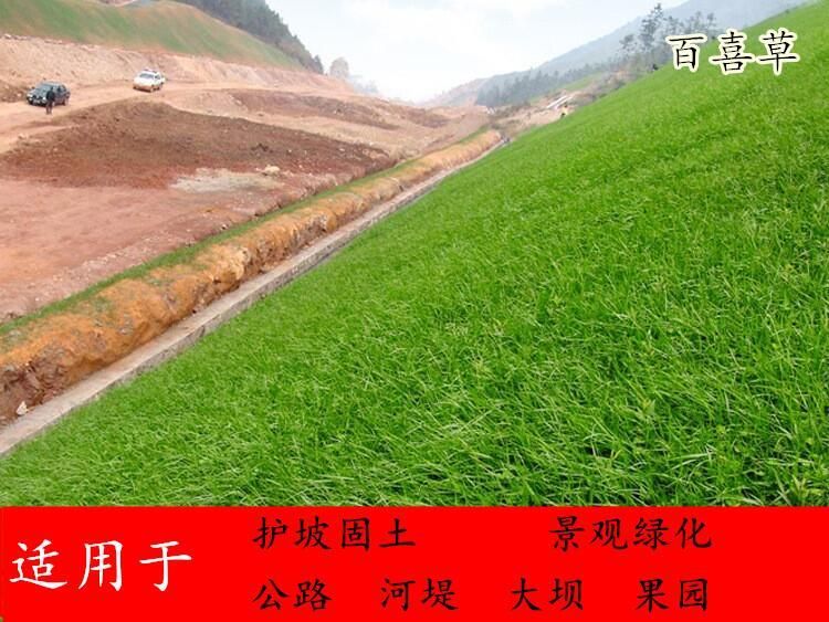 百喜草种子道路护坡水土保持牧草草籽公路 堤坝绿化草坪种