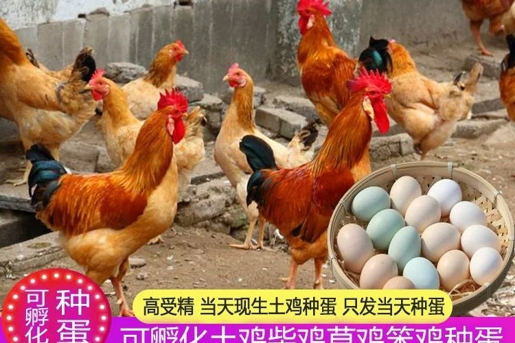 沭阳县九斤黄鸡种蛋 三黄鸡受精种蛋。受精率百分之95