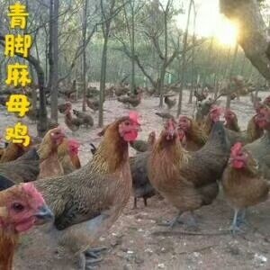 广州青脚麻鸡苗 正宗，质量保证，量大从优，包邮，打疫苗发货