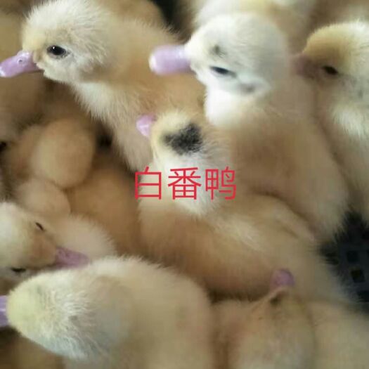 南宁 白番鸭苗