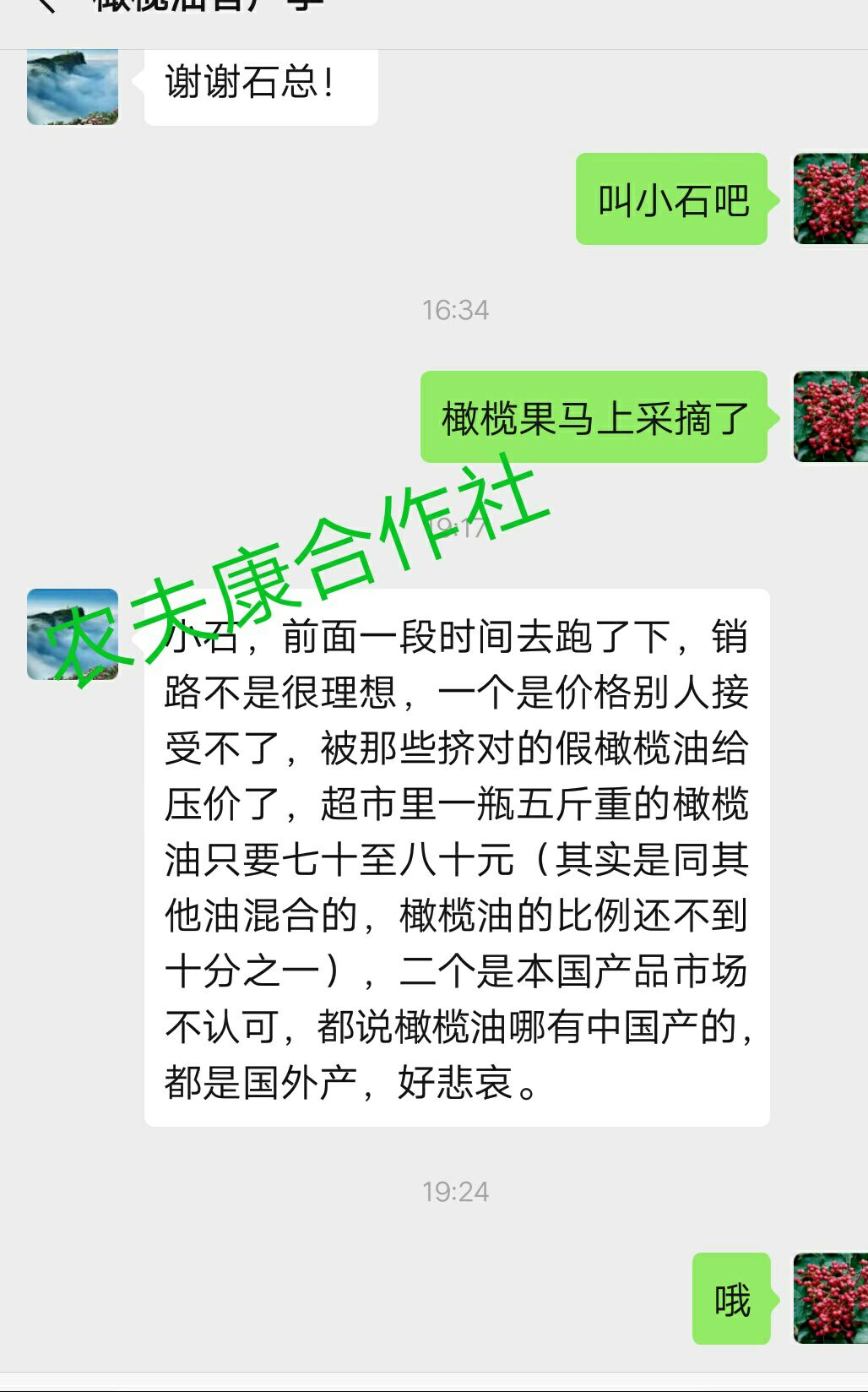 武都农民自榨橄榄油甘肃陇南特产特级初榨橄榄油保证当年新油包邮