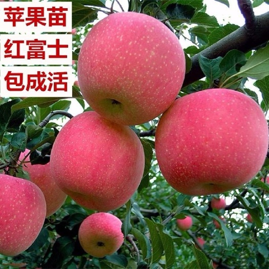 平邑县 红富士苹果苗 烟富3 烟富8 烟富10苹果苗 基地直销