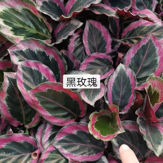 广州孔雀竹芋 红美丽竹芋彩虹黑玫瑰魅力之星彩虹竹芋穴盘苗