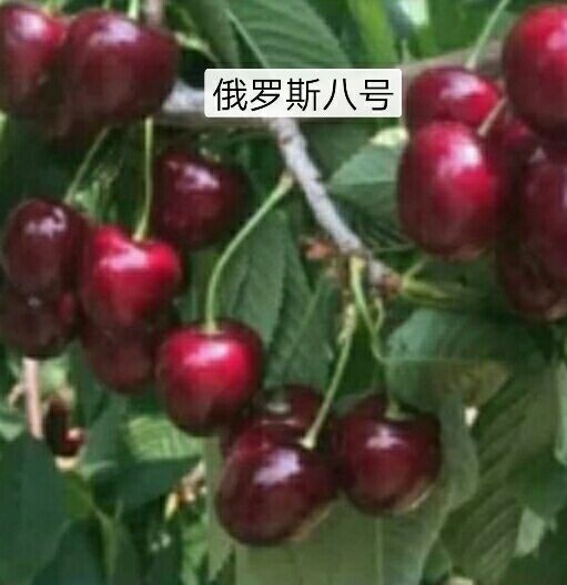 烟台布鲁克斯樱桃树苗 出售大樱桃树苗