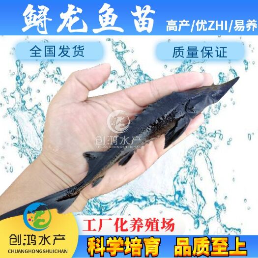 广州鲟龙鱼苗  【淡水养殖】寻龙鱼苗 寻鱼苗 西伯利亚寻 鱼苗批
