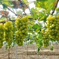 营口阳光玫瑰葡萄苗 以诚信为本，货品保真，价格合理，质量保证