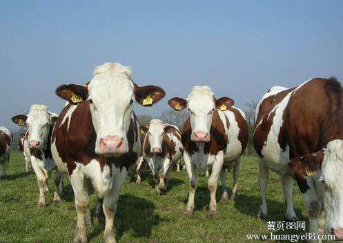 定襄县 肉牛