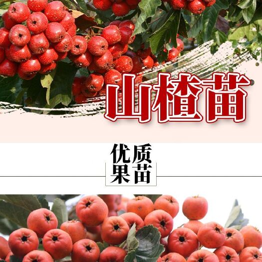 平邑县 山楂树苗南北方盆栽地载山楂苗。