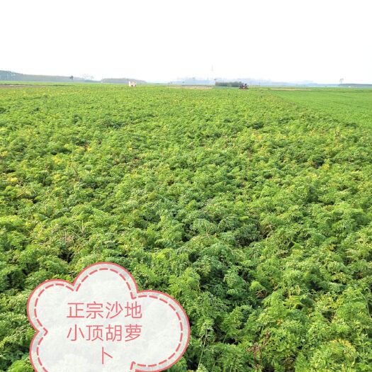西华县正宗沙地小顶胡萝卜