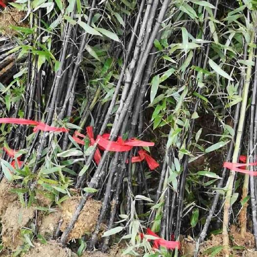 沭阳县紫竹苗 供应紫竹  基地直发 批发紫竹