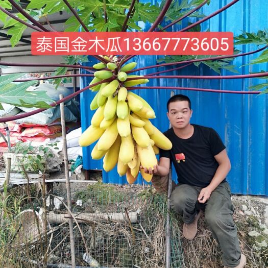灵山县 泰国金木瓜苗 黄金木瓜苗 当年种植当年结果