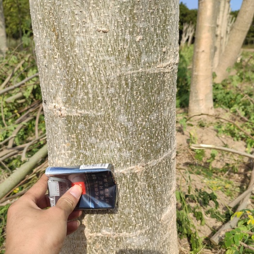 漳州印度辣木枝干