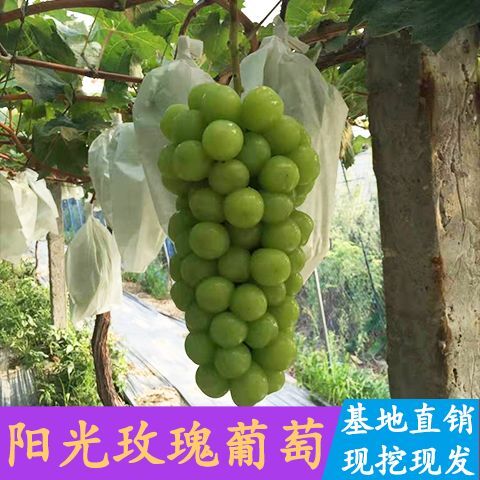 平邑县 阳光玫瑰葡萄苗 基地直供 包品种包成活免费提供技术指导