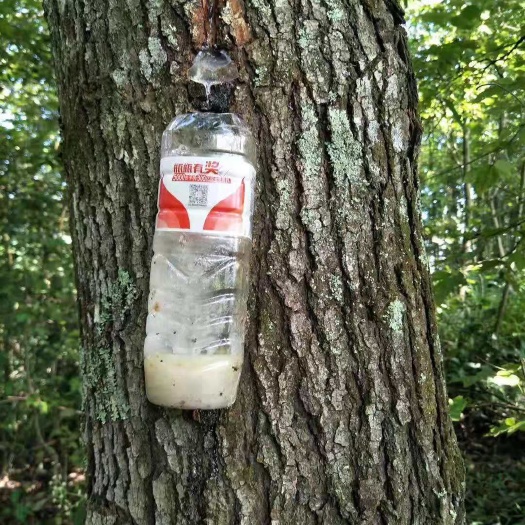 南宁秋枫树 极少有的枫树油