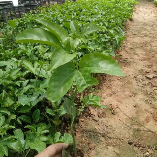 灵山县 紫香一号百香果苗 种植2个月可结果
