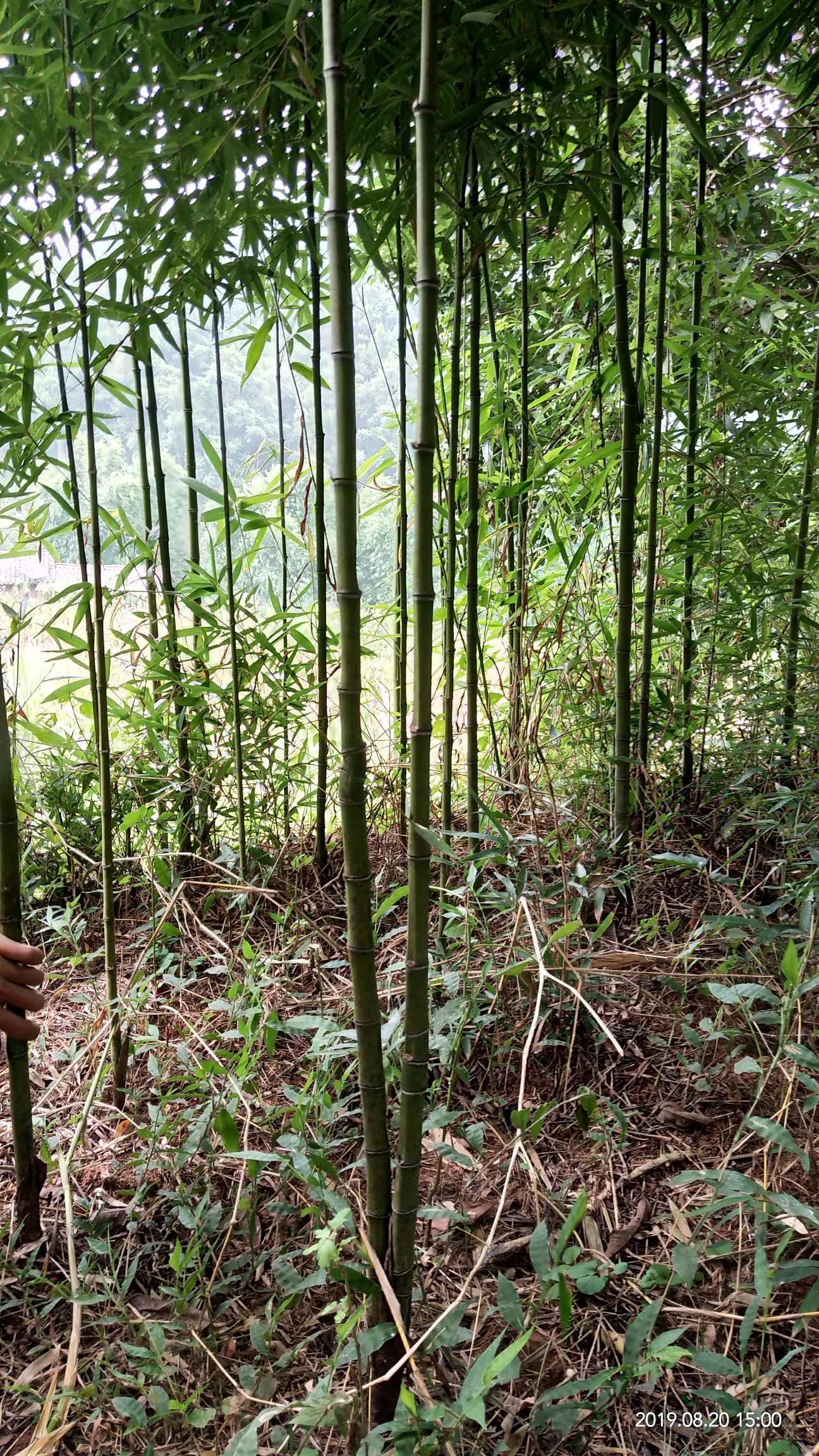 湘妃竹  绿化花班竹大量上货。