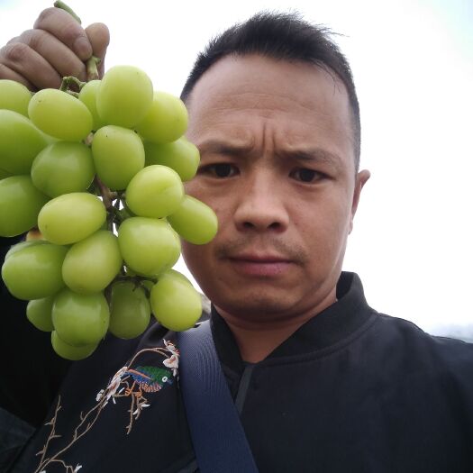 卢龙县 夏黑嫁接 贝达嫁接阳光玫瑰嫁接葡萄苗