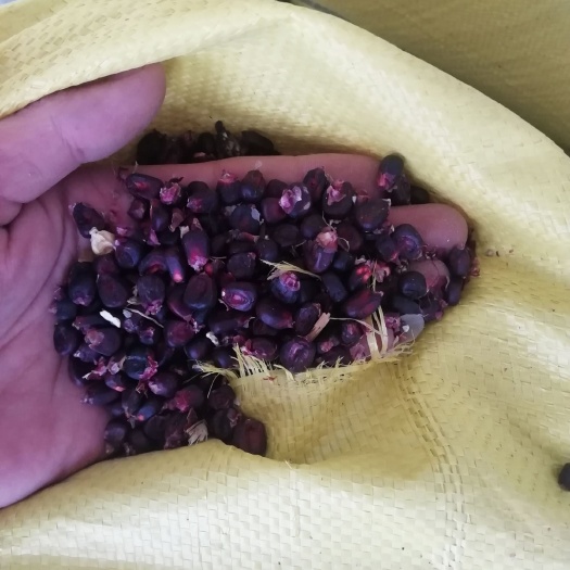 威县黑糯米 黑糯玉米低价出售