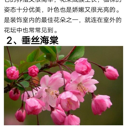 平邑县 西府海棠，垂丝海棠树苗