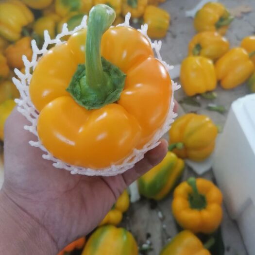 寿光市菜椒 货鮮价低，找我们没有错