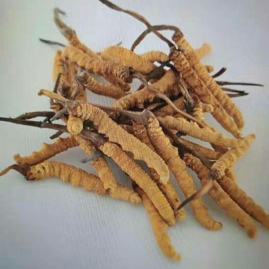 和政县 虫草
