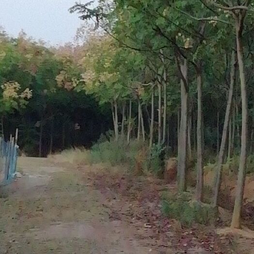 肥西县黄山栾树