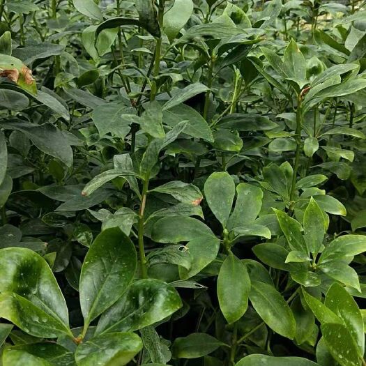 藤县八角树 八角苗种子，有直升苗，嫁接苗，有需要种植八角苗的大量供应，