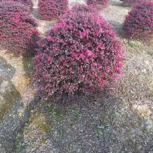 咸宁 红花继木球