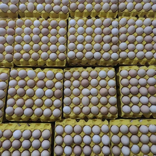西安土鸡蛋 食用 散装