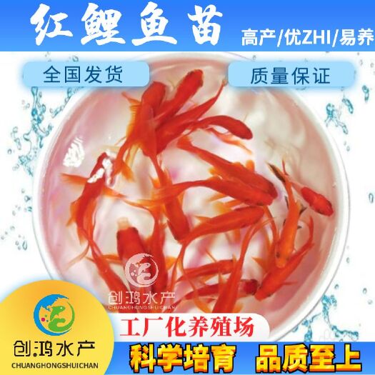 广州【基地直供】红鲤鱼苗 俄罗斯红鲤鱼苗 金丝红鲤鱼苗观赏鱼