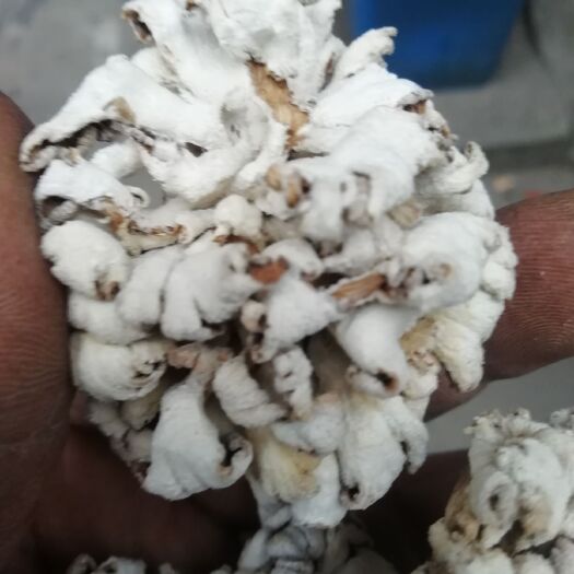 新化县 小朵白参菌