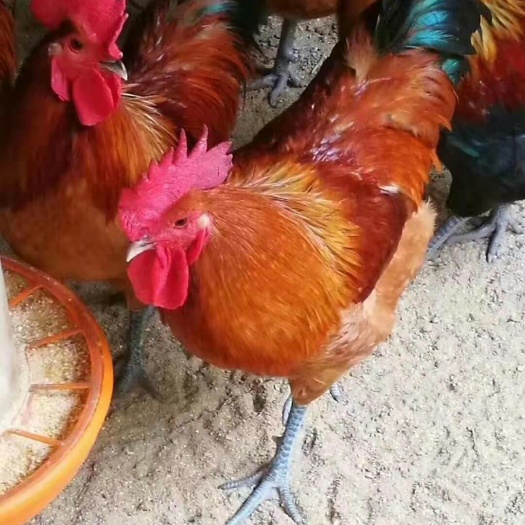 金沙县土鸡苗，包疫苗提供技术运输