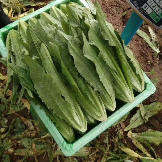 邯郸美冠油麦菜 15~20cm