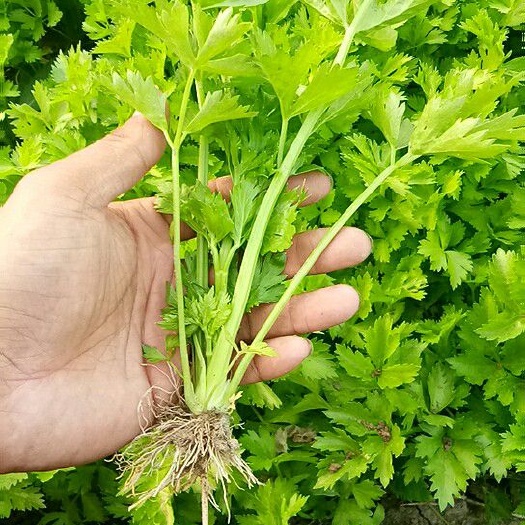 寿光市优质地拔芹菜苗