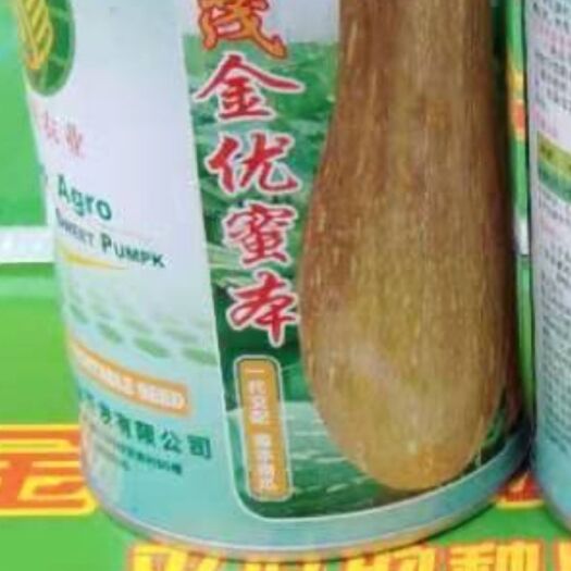 英德市 南瓜种子
