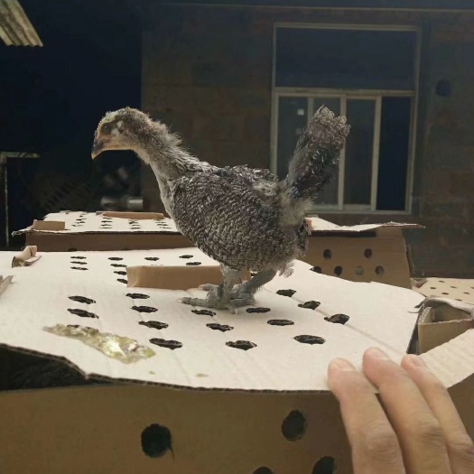 昆明 纯土鸡苗