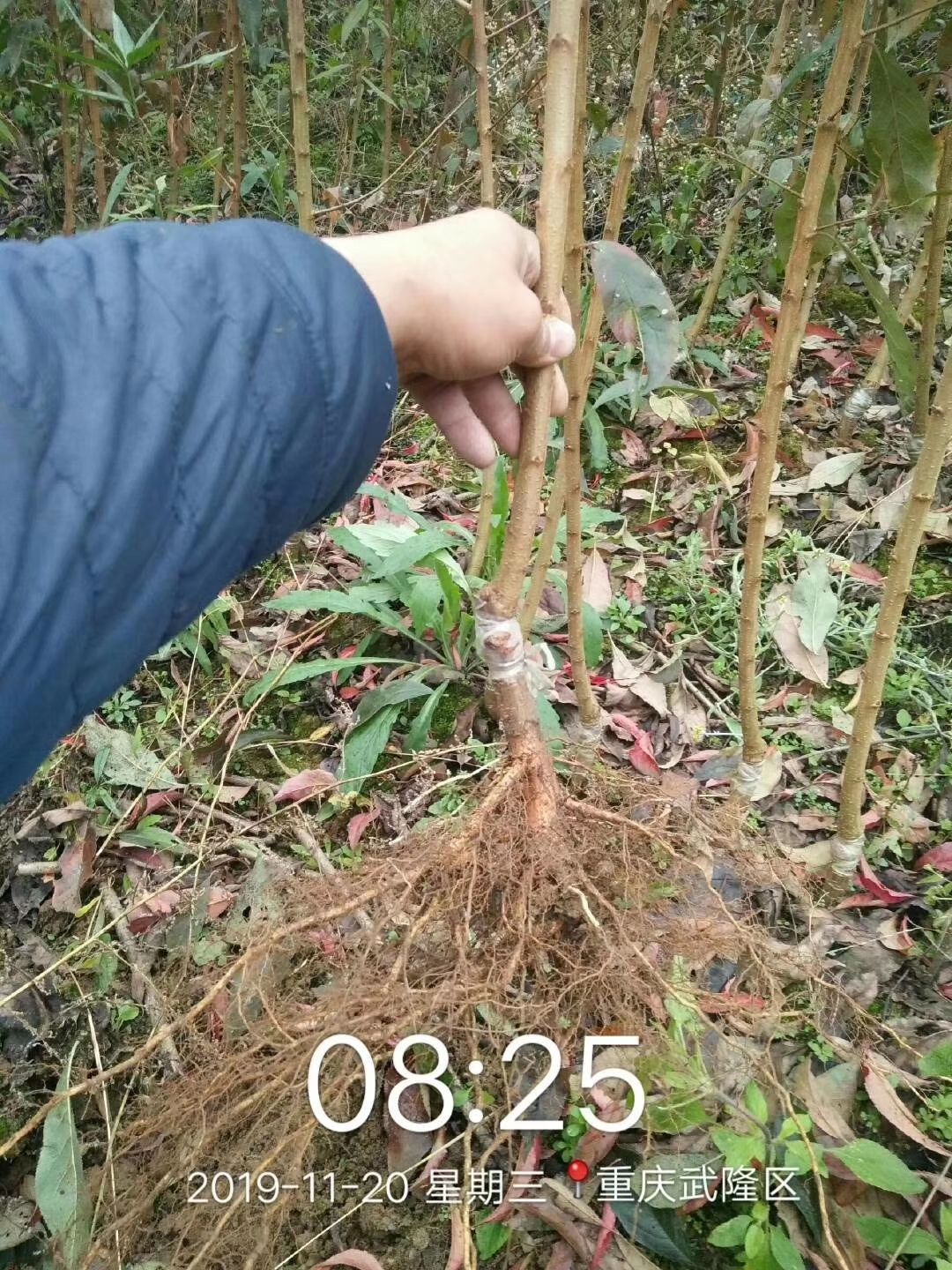  蜂糖李子樹(shù)苗，嫁接苗，第二年結(jié)果