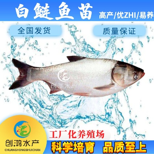 广州【基地直供】白鲢鱼苗 鳊鱼苗 四大家鱼出售 各种淡水鱼苗