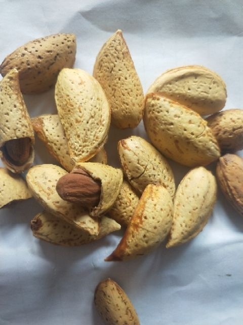 中牟县20年新货，新疆巴旦木刀果，奶香味，颜色、果仁、口感超级好！