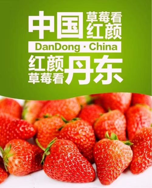 东港市九九草莓 中国九九看看丹东