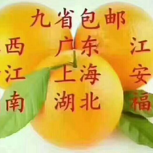 会昌县 赣南脐橙(定南县)