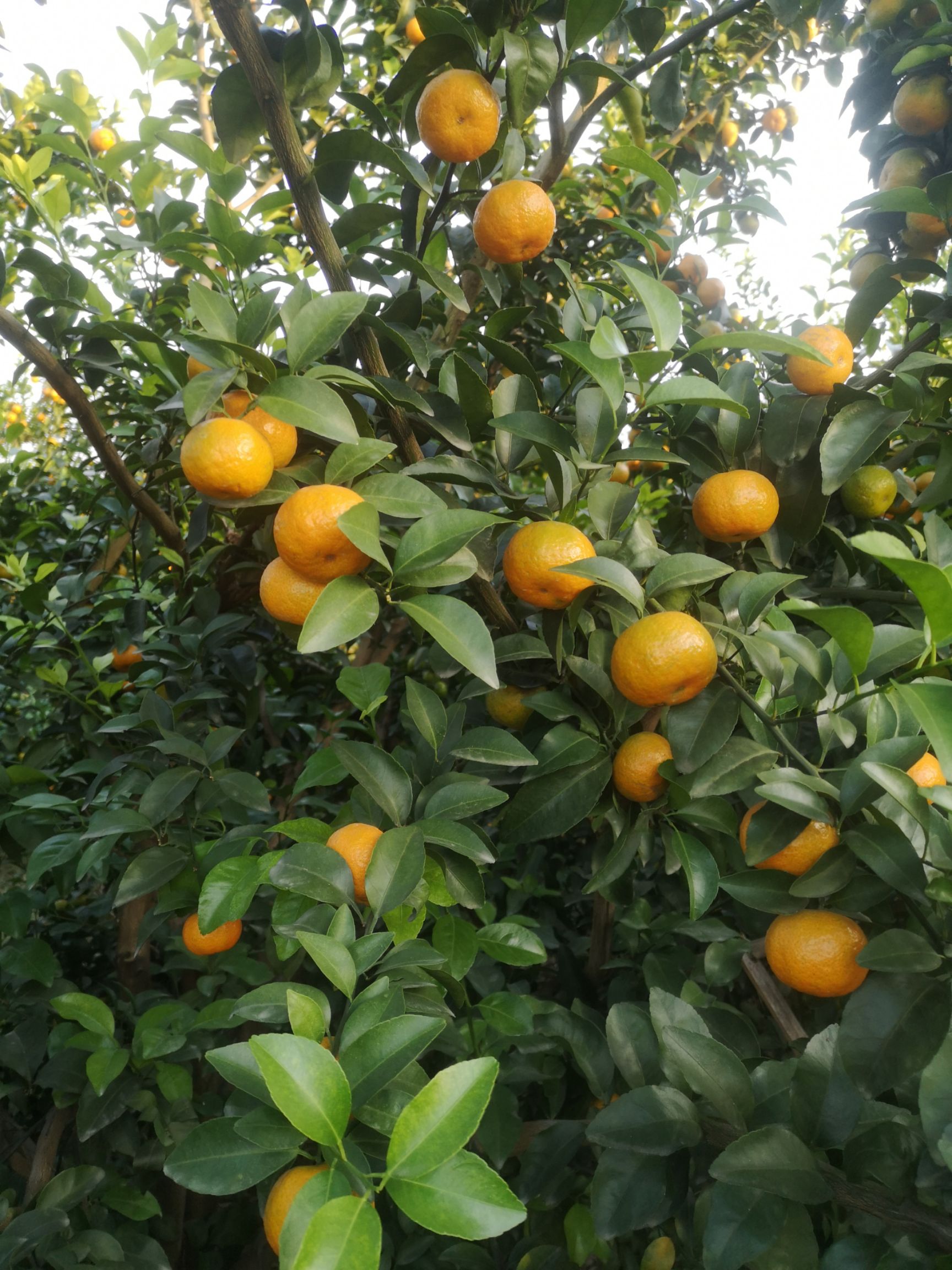 沙糖桔 靓靓滴杀人桔