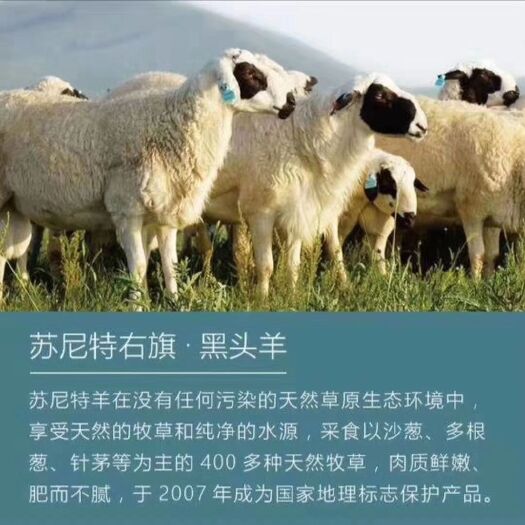 察右后旗白条羊 内蒙古苏尼特羊