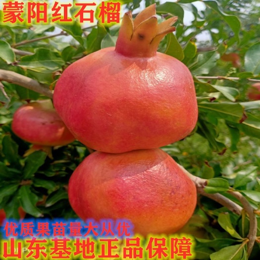 平邑县正宗蒙阳红石榴苗 基地直销 包品种 可实地考察