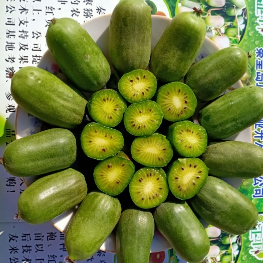 卢龙县软枣猕猴桃苗 没毛皮可以吃的小猕猴桃