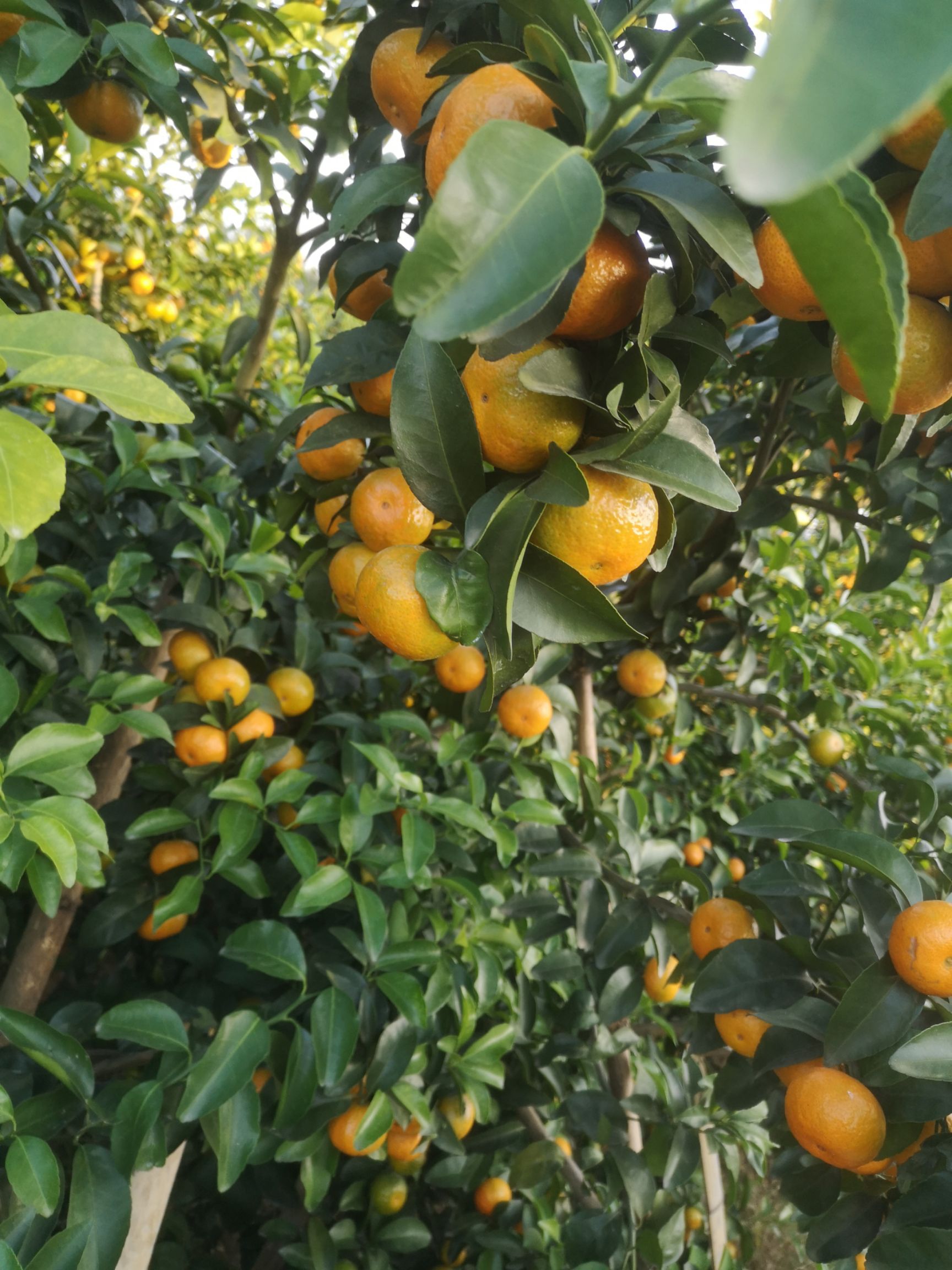 沙糖桔 靓靓滴杀人桔